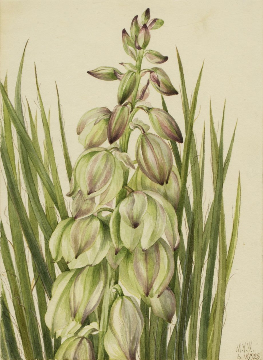 Yucca (Yucca baileyi) de Mary Vaux Walcott