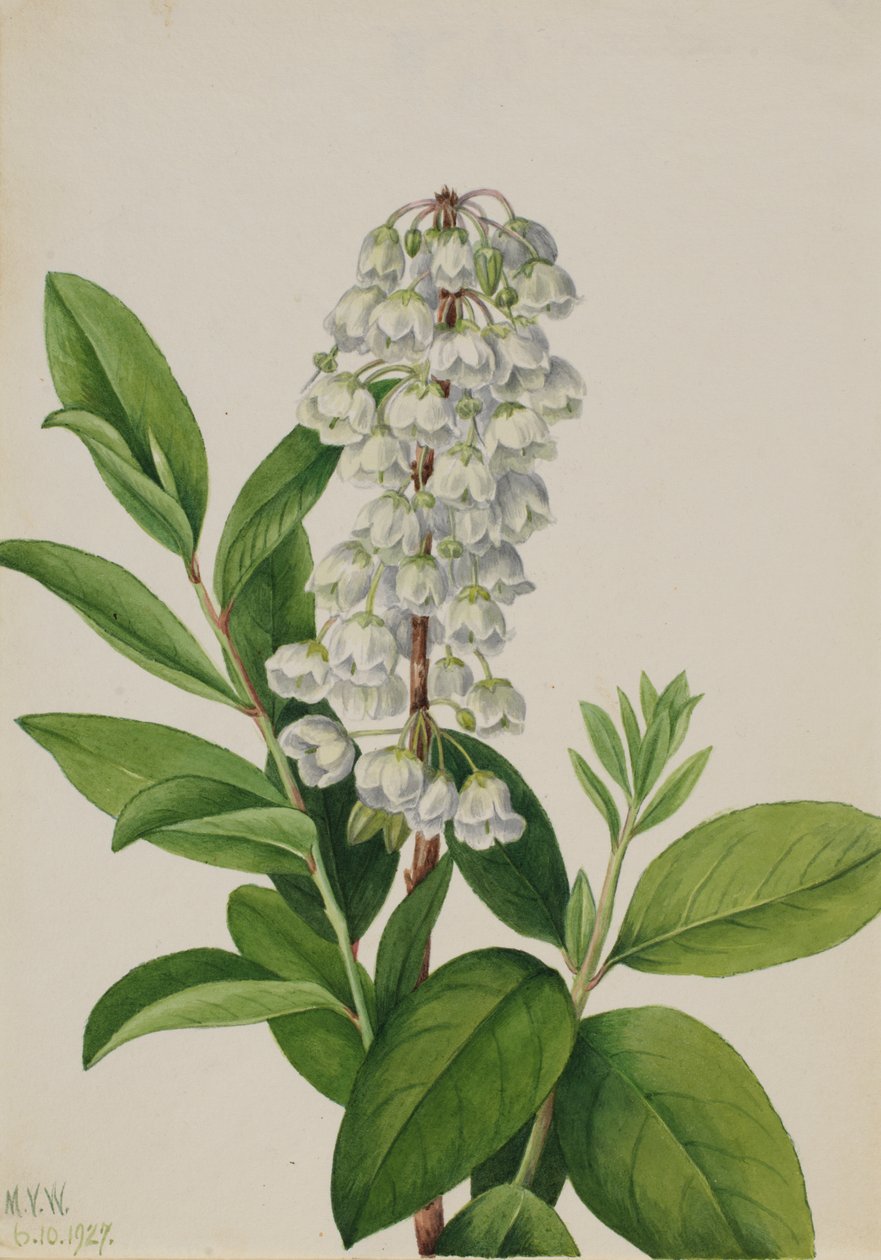 Zenóbia (Zenobia cassinifolia) de Mary Vaux Walcott