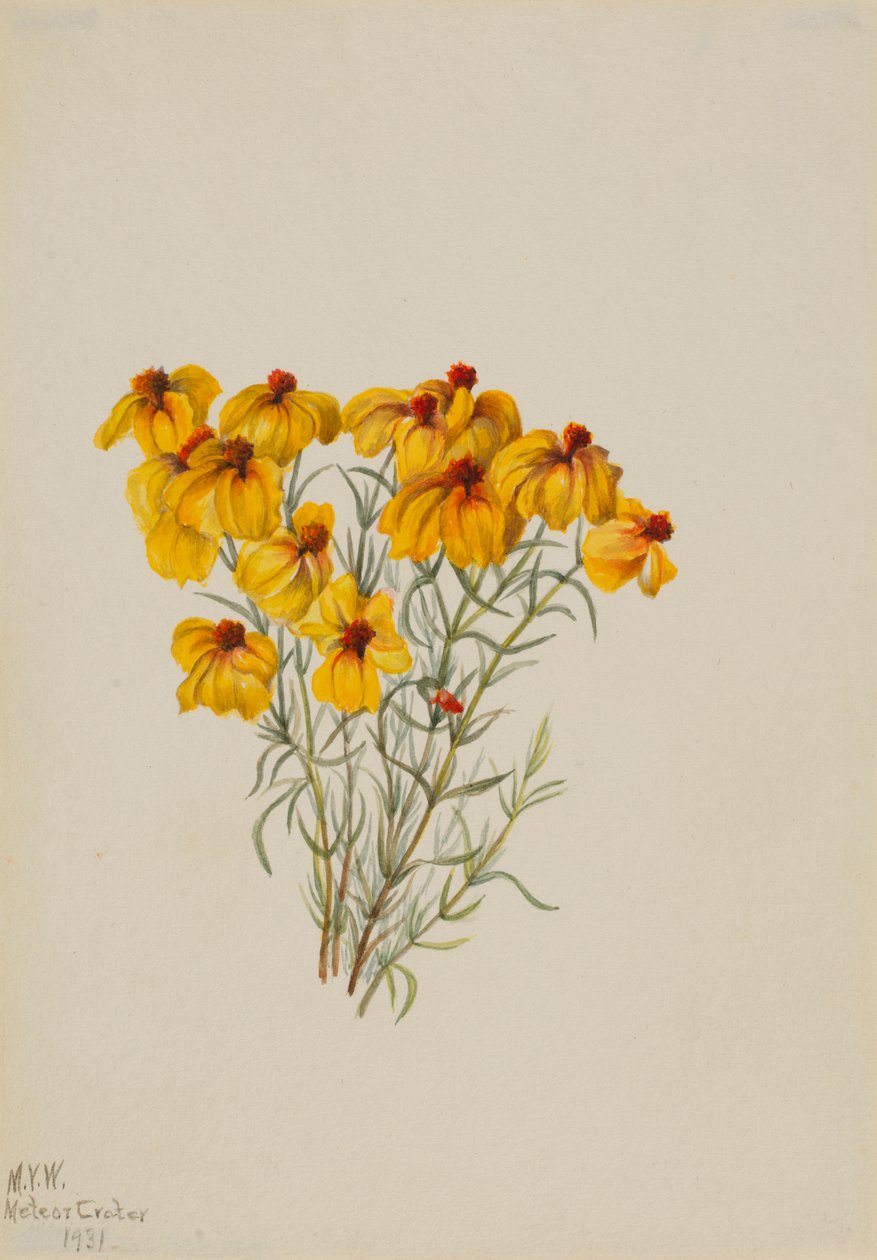 Zínia (Zinnia grandiflora) de Mary Vaux Walcott