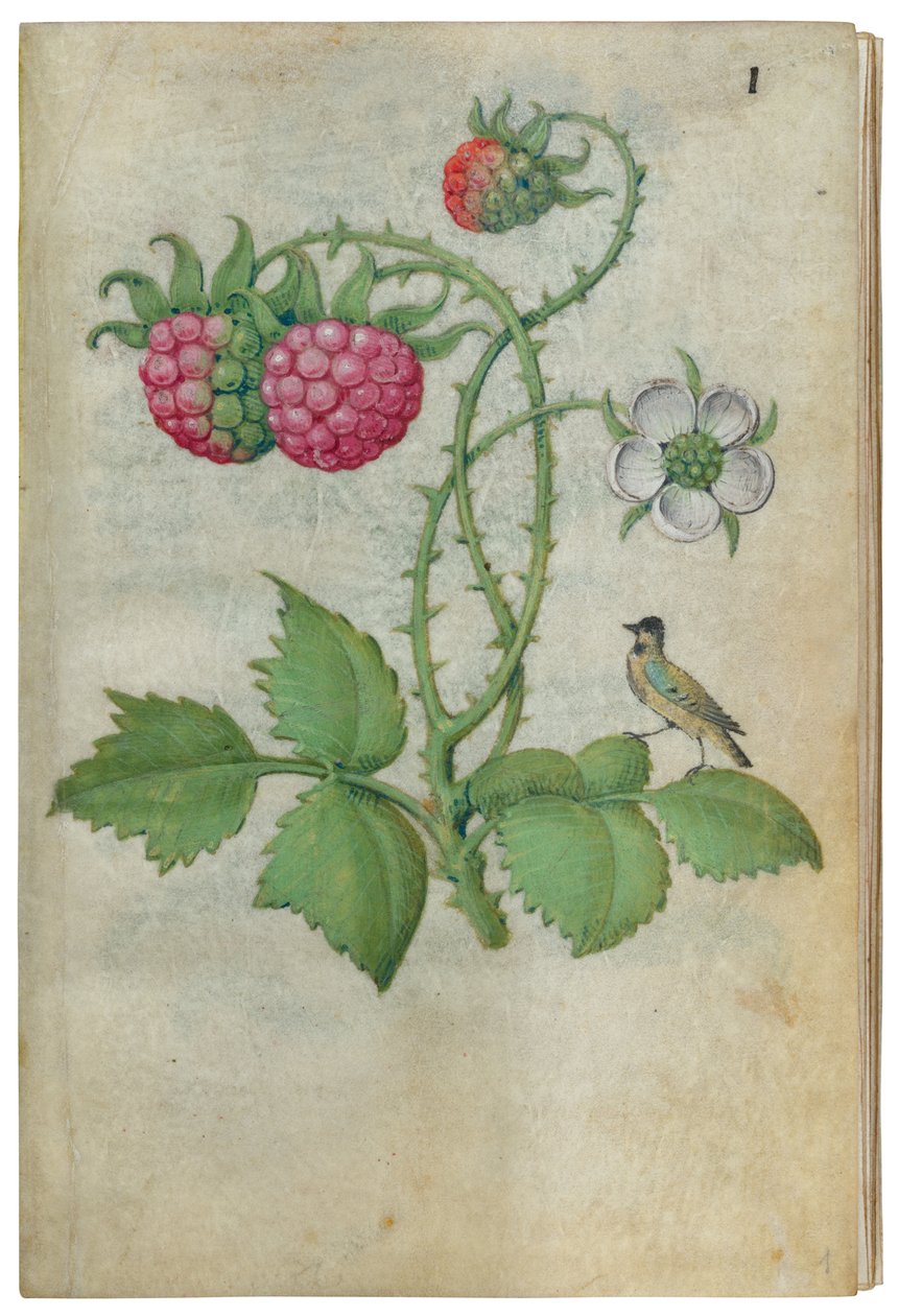 Livro de Estudos da Flor, ca. 1510-1515. de Master of Claude de France