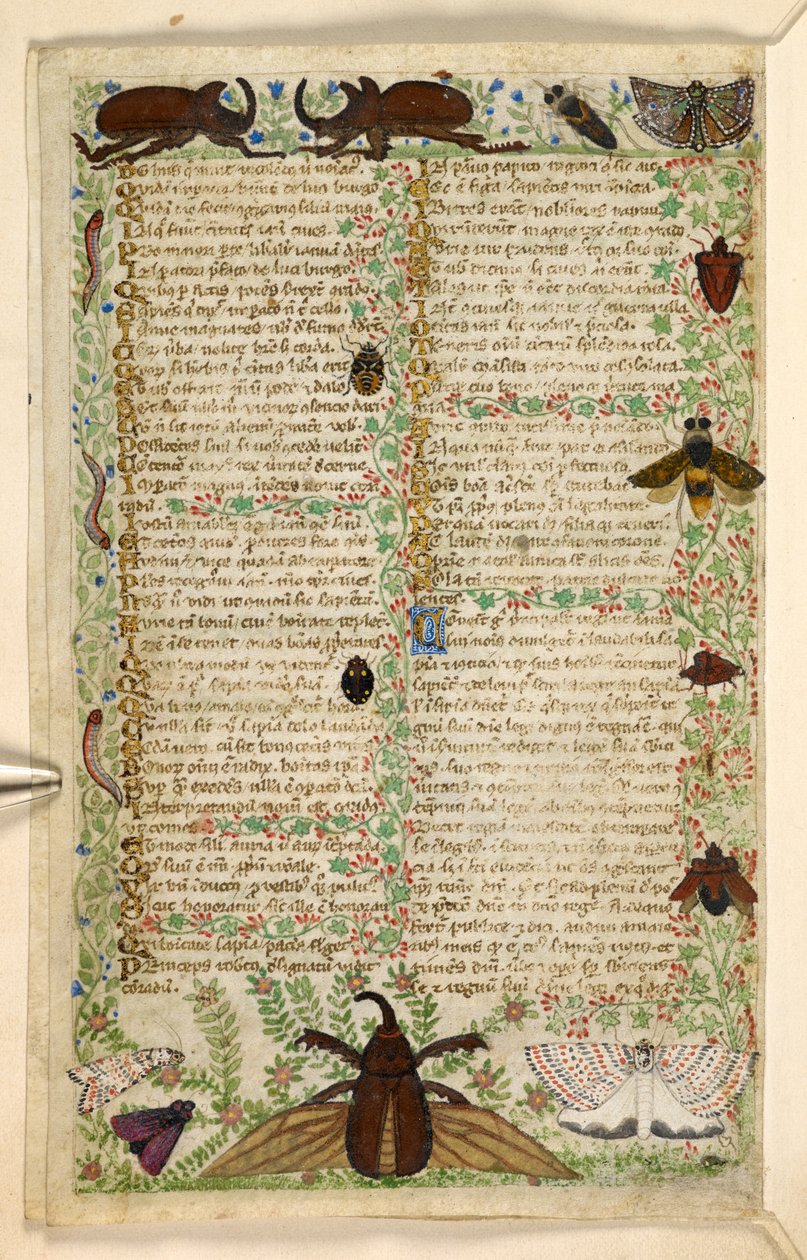 Adicionar. 28841, f.4v: Traças e besouros com chifres, de um Tratado sobre as virtudes e vícios, e uma história em prosa anônima da Sicília (fragmento), c.1330-40 (velino) de Master of the Cocharelli Codex