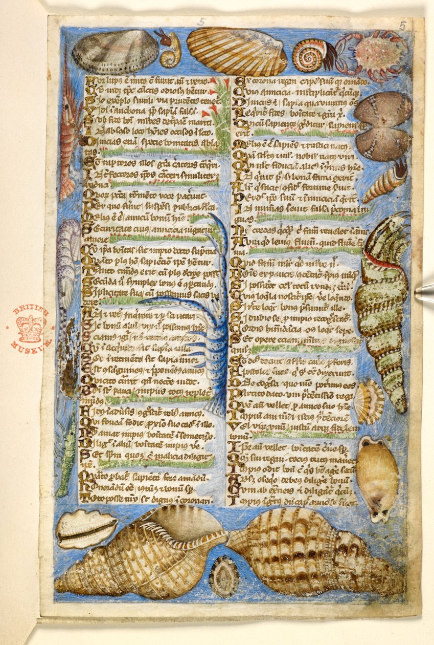 Acrescentar. 28841, f.5: Conchas e criaturas marinhas, de um tratado sobre as virtudes e vícios, e uma história anónima em prosa da Sicília (fragmento), c.1330-40 (vellum) de Master of the Cocharelli Codex
