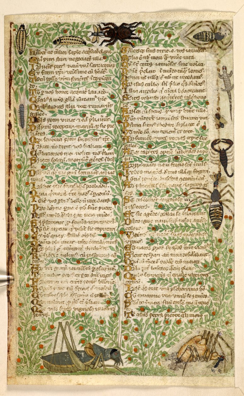Adicionar. 28841, f.7v: Flores, frutas e insetos, incluindo escorpião e lagarto.  Tratado sobre as virtudes e vícios, e uma história em prosa anônima da Sicília (fragmento)  Cocharelli de Master of the Cocharelli Codex