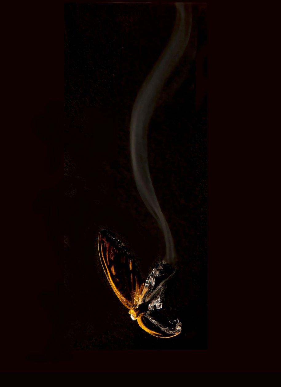 Borboleta Ardente 15, 2013 (impressão Lambda) de Mat Collishaw