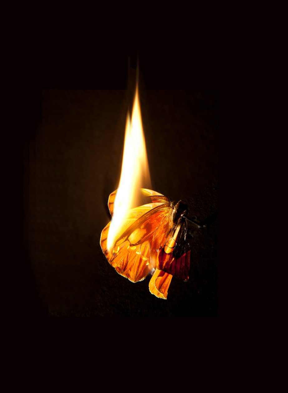 Borboleta Ardente 17, 2013 (impressão Lambda) de Mat Collishaw