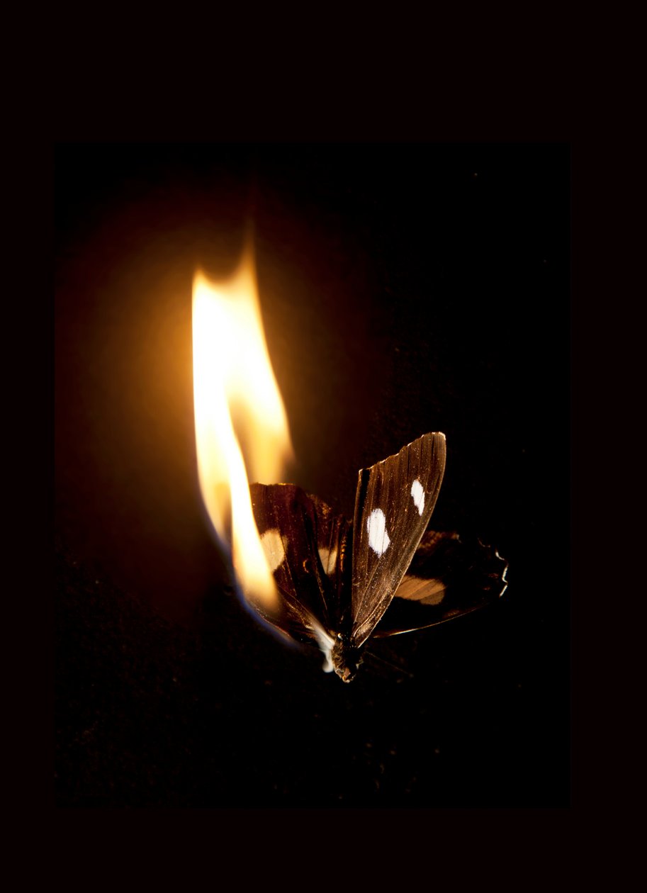 Borboleta Ardente 21, 2013 (impressão Lambda) de Mat Collishaw