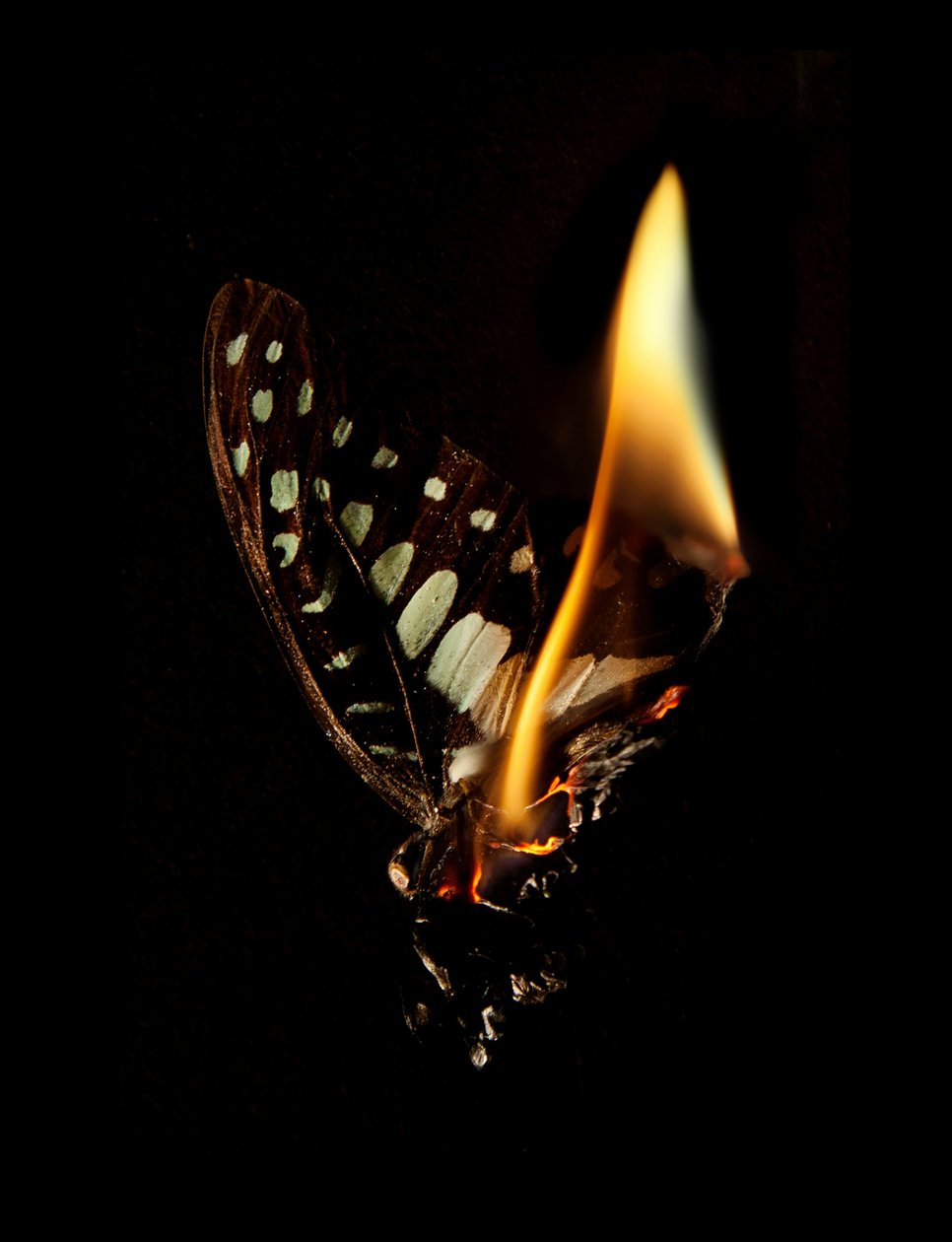 Borboleta Ardente 24, 2013 (impressão Lambda) de Mat Collishaw