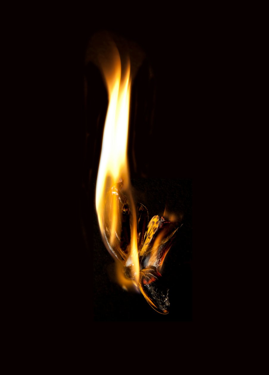Borboleta Ardente 2, 2013 (impressão Lambda) de Mat Collishaw