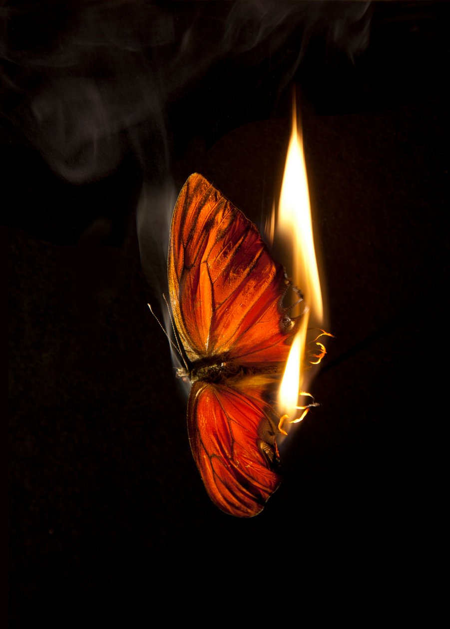 Borboleta Ardente 2, 2013 (impressão Lambda) de Mat Collishaw