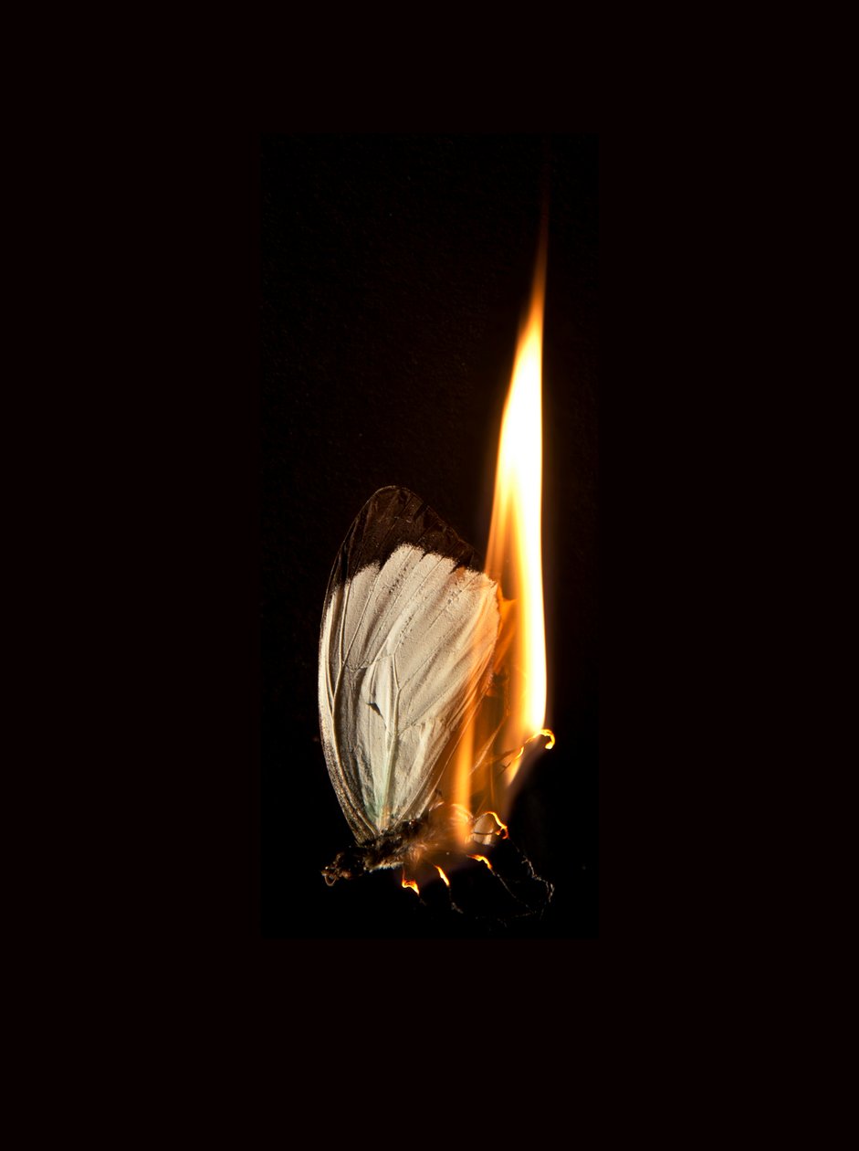 Borboleta Ardente 2, 2013 (impressão Lambda) de Mat Collishaw