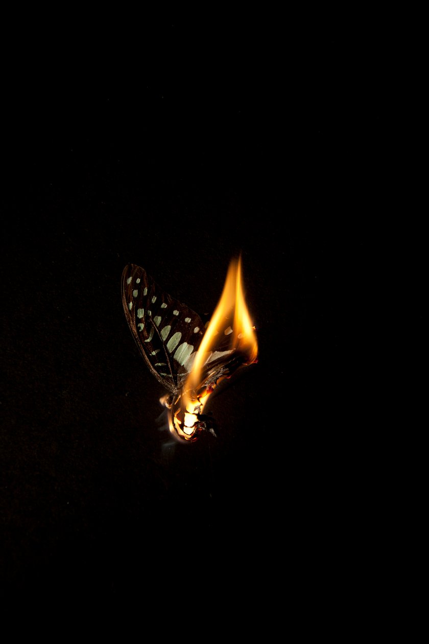 Borboleta Ardente 2, 2013 (impressão Lambda) de Mat Collishaw