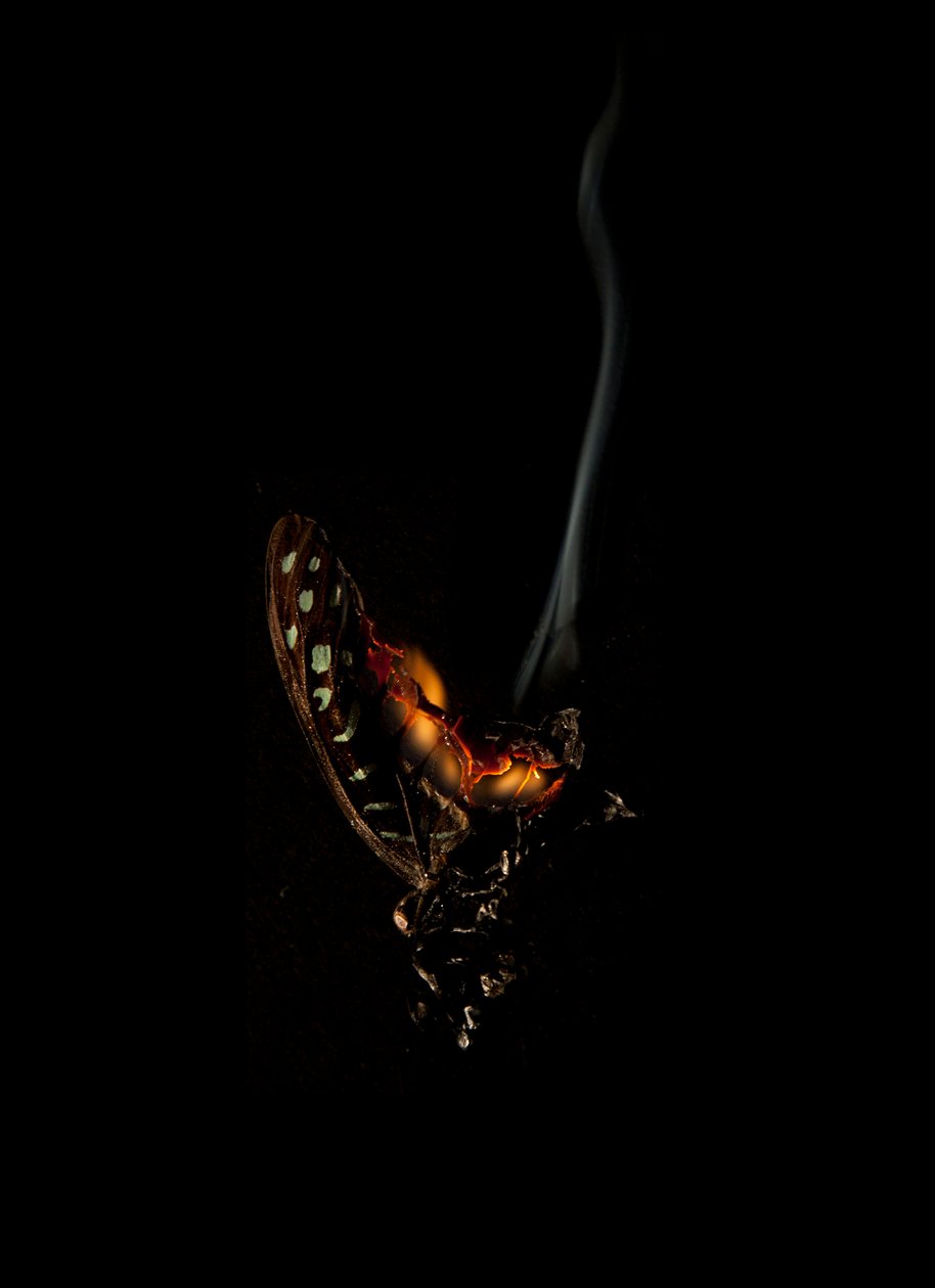 Borboleta Ardente 5, 2013 (impressão Lambda) de Mat Collishaw
