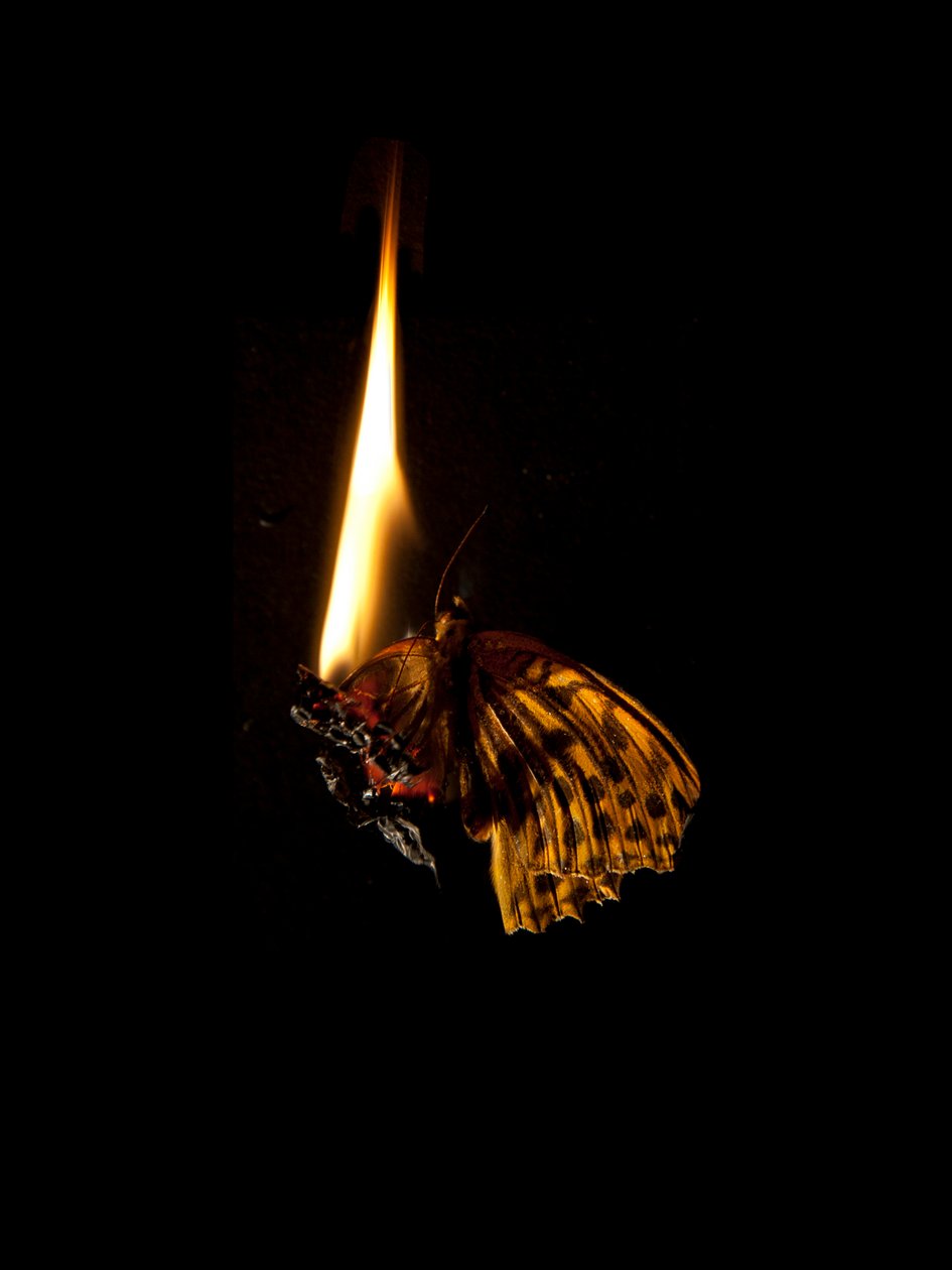 Borboleta Ardente 6, 2013 (impressão Lambda) de Mat Collishaw