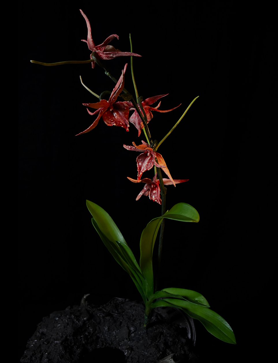 Musa Venal, Augean, 2012 (Resina, tinta de esmalte, madeira, vidro, aço) de Mat Collishaw