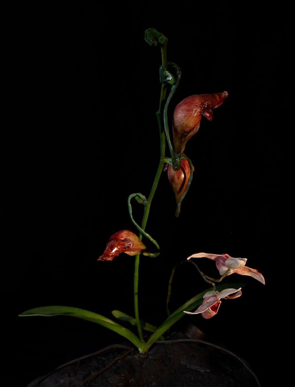 Musa Venal, Lafage, 2012 (Resina, tinta de esmalte, madeira, vidro, aço) de Mat Collishaw