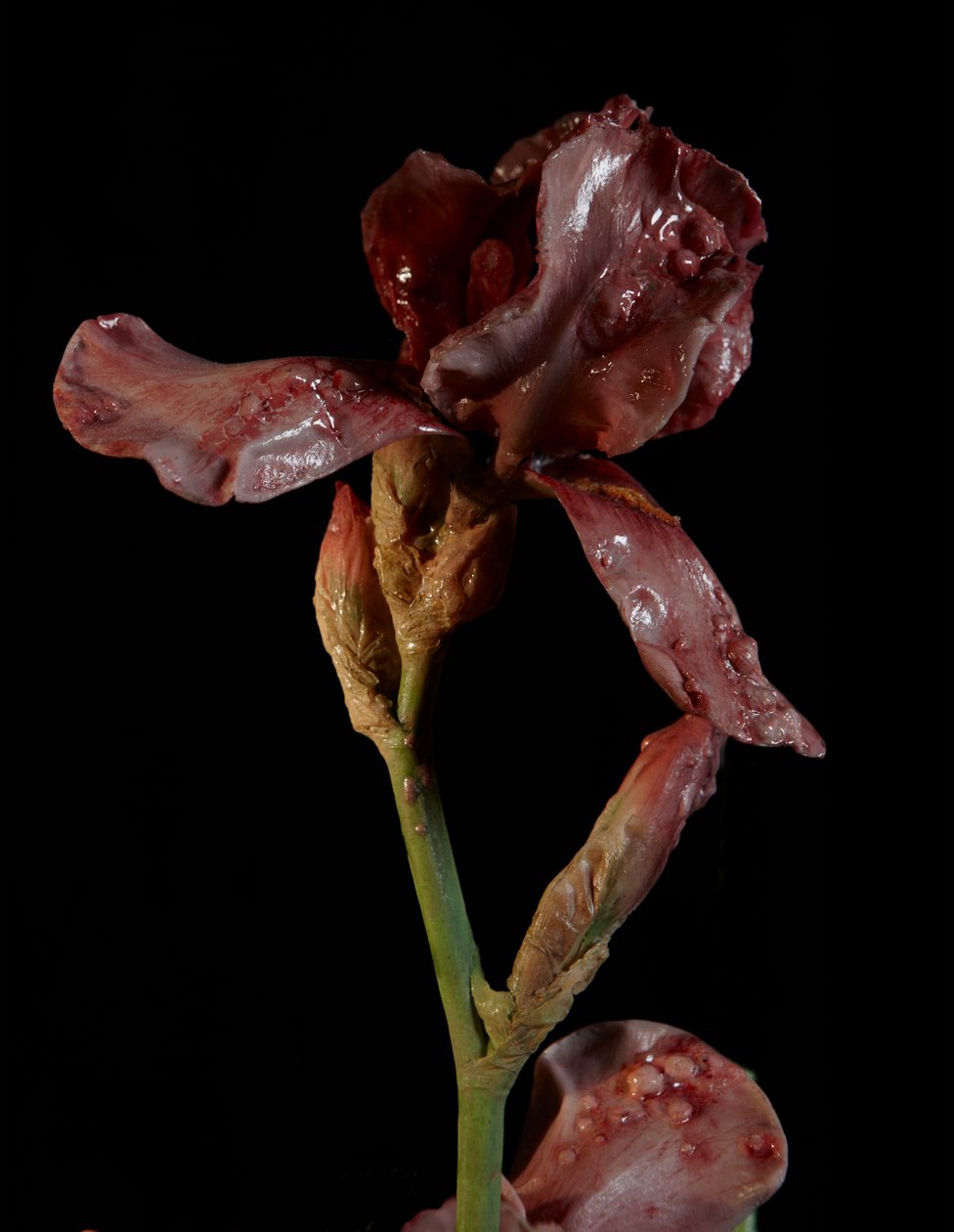Musa Venal, Viridor, 2012 (Resina, tinta de esmalte, madeira, vidro, aço) de Mat Collishaw