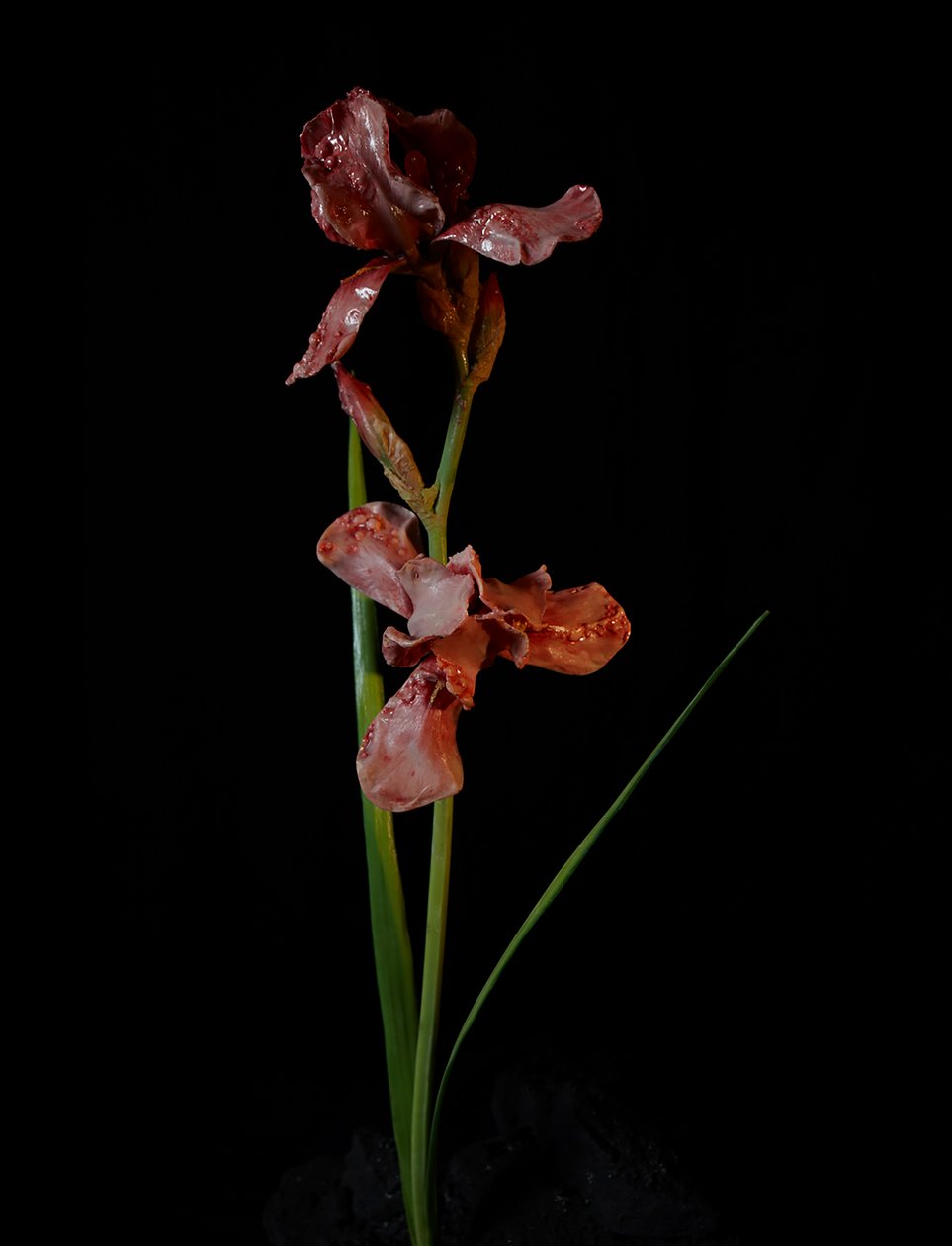 Musa Venal, Viridor, 2012 (Resina, tinta de esmalte, madeira, vidro, aço) de Mat Collishaw