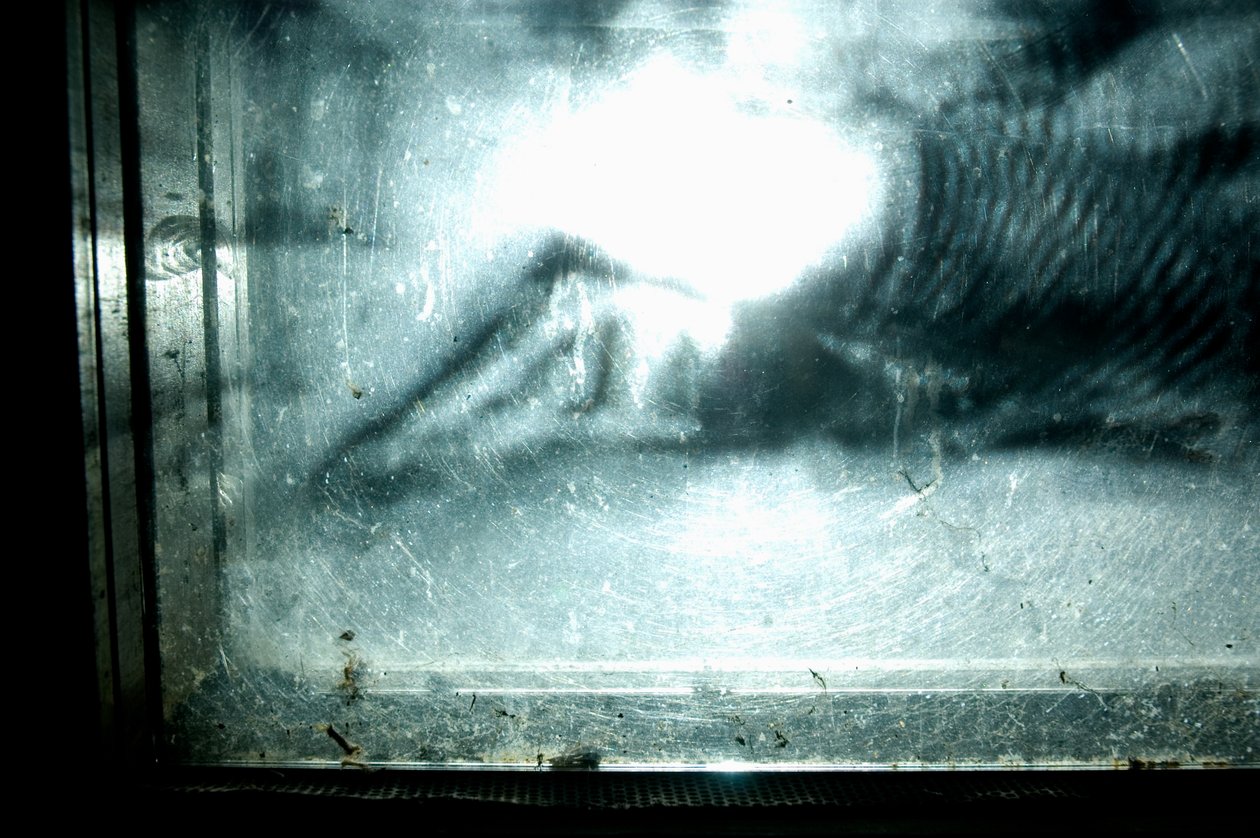 Wormery, 2009 (Madeira, vidro, aço, projetor e leitor) de Mat Collishaw