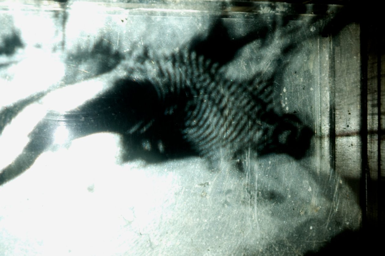 Wormery, 2009 (Madeira, vidro, aço, projetor e leitor) de Mat Collishaw