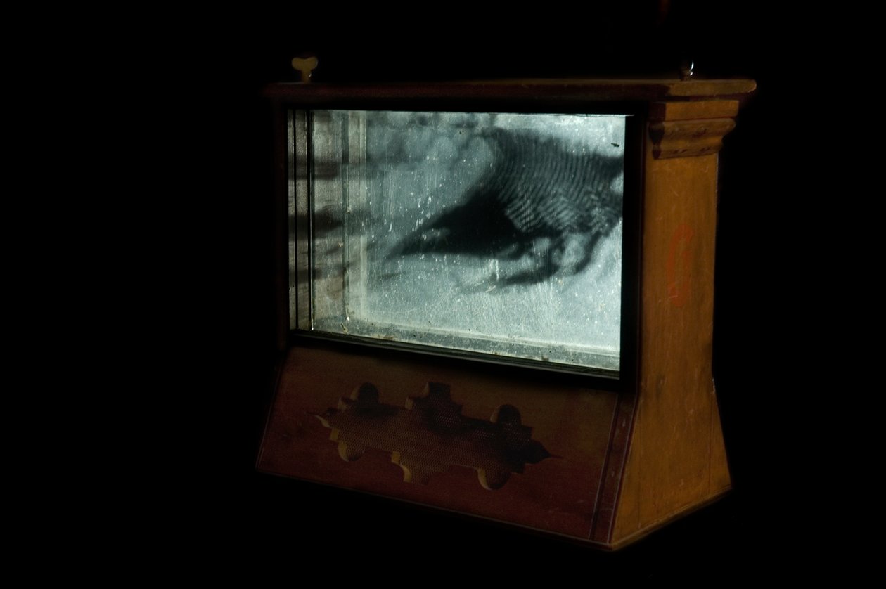 Wormery, 2009 (Madeira, vidro, aço, projetor e leitor) de Mat Collishaw