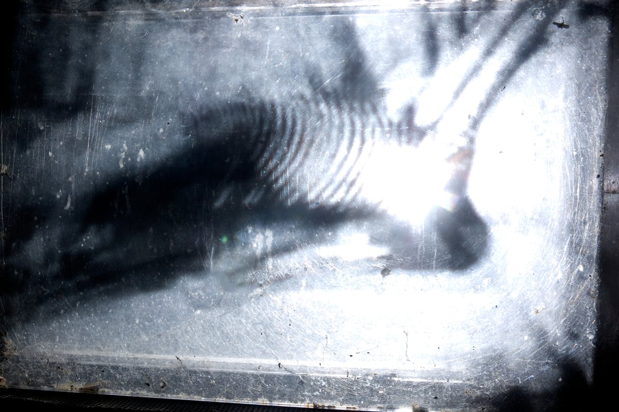 Wormery, 2009 (Madeira, vidro, aço, projetor e leitor) de Mat Collishaw