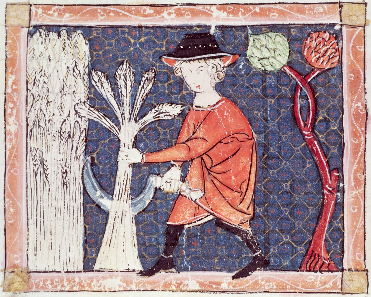 Fol.58v julho: a colheita de Matfre Ermengaut