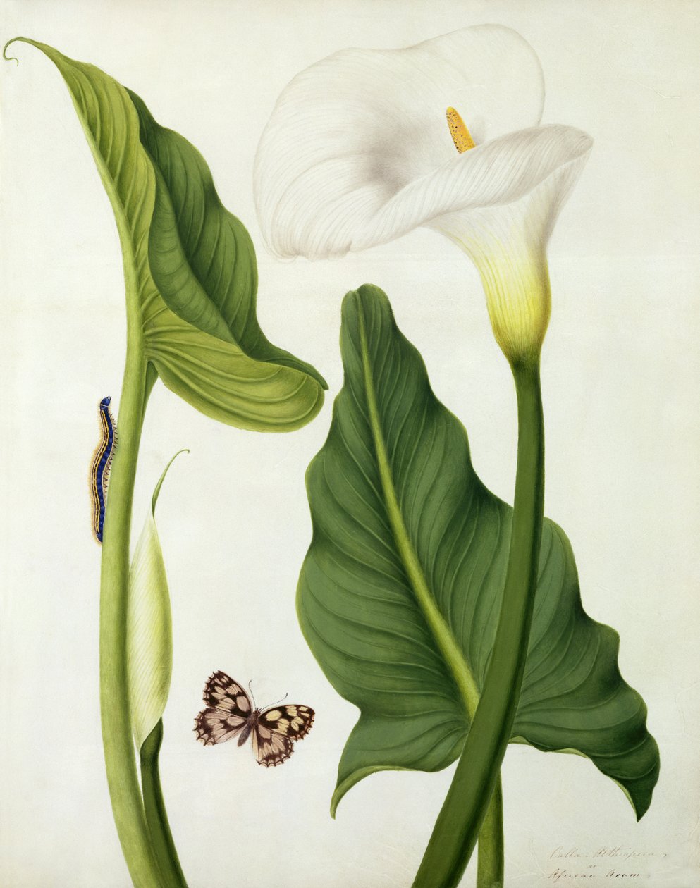 Calla Aethiopica com Borboleta e Lagarta (wc e guache sobre lápis em velino) de Matilda Conyers