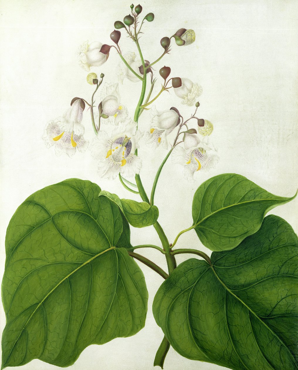 Catalpa Speciosa (wc e guache sobre lápis sobre velino) de Matilda Conyers