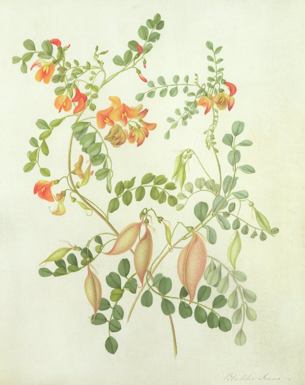 Colutea Arbordscens Media (wc e guache sobre lápis aveludado) de Matilda Conyers