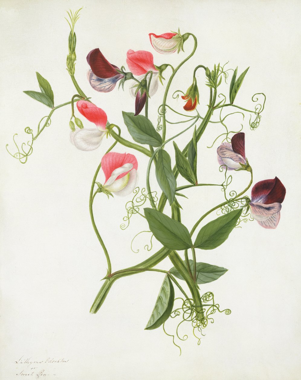 Lathyrus Odoratus (wc e guache sobre lápis aveludado) de Matilda Conyers