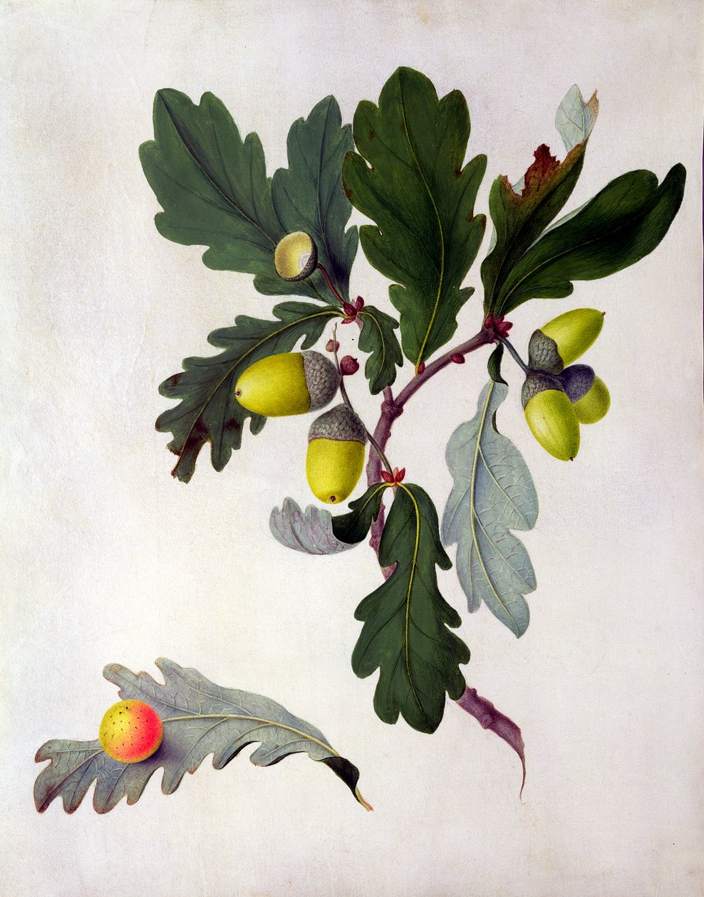 Quercus (wc e guache sobre lápis aveludado) de Matilda Conyers