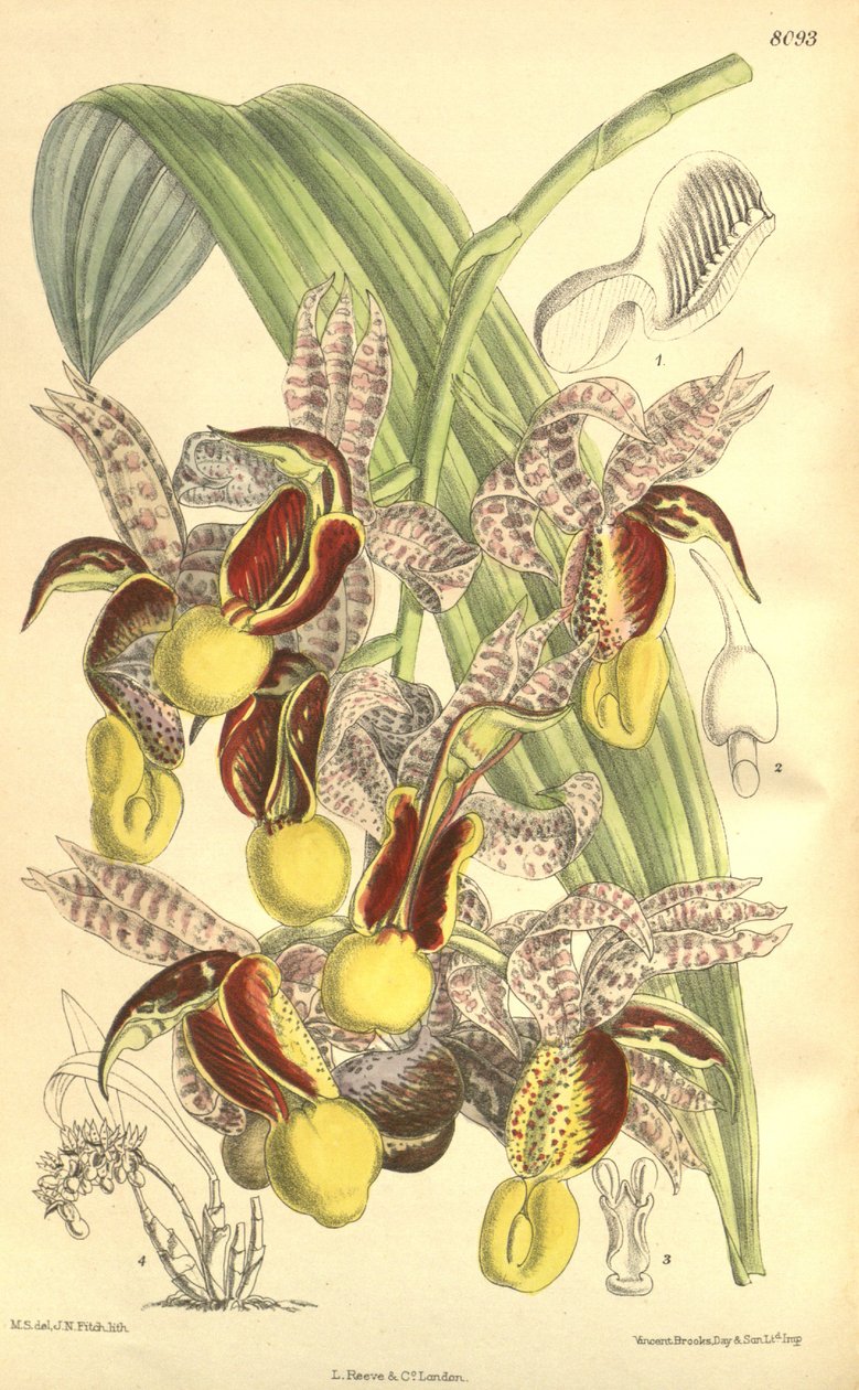 Ilustração, de, Catasetum, galeritum de Matilda Smith