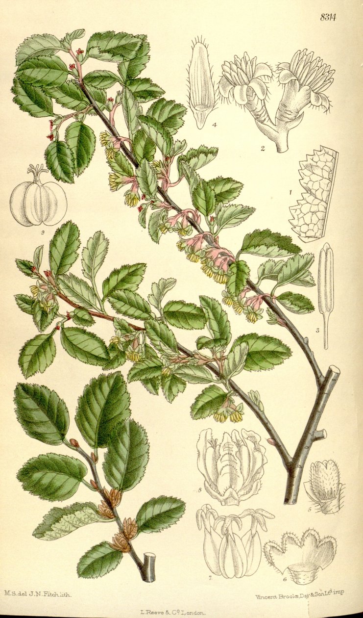 Nothofagus antarctica de J.N. Fitch