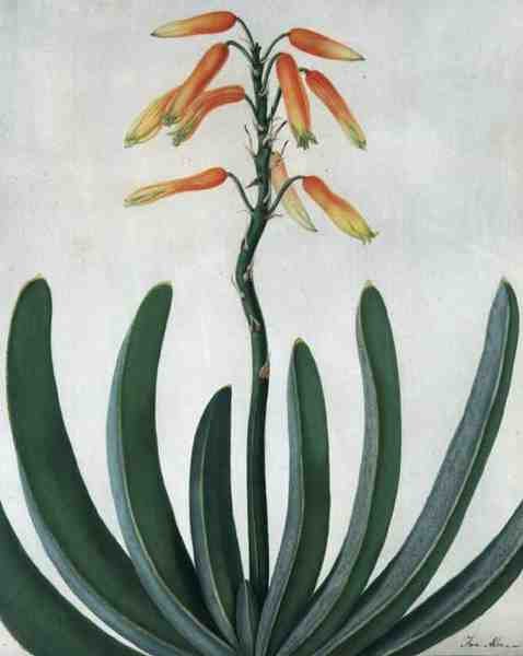 Aloe Striata (aguarela e guache sobre lápis em velino) de Matilda Conyers