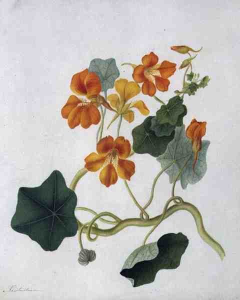 Tropaeolum (aguarela e guache sobre lápis em velino) de Matilda Conyers