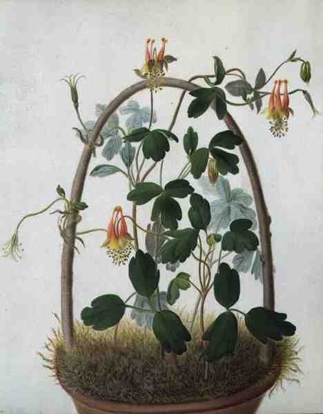 Tropaeolum Tuberosum (aguarela e guache sobre lápis em velino) de Matilda Conyers