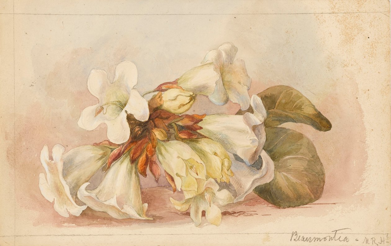 "Beaumontia", c.1880 (aguarela) de Matilda Rose Herschel