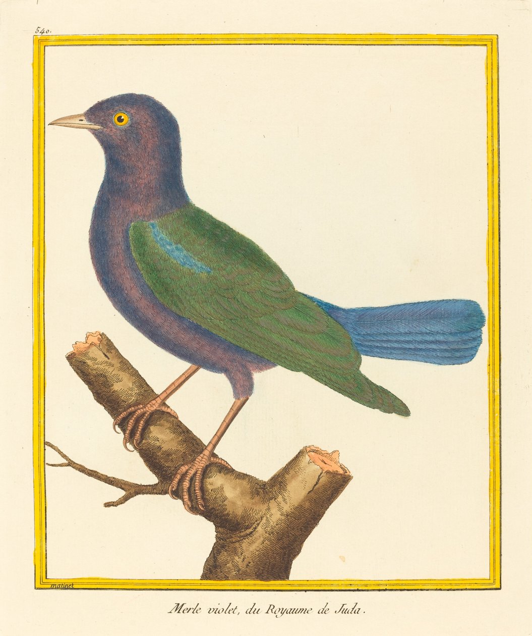 Merle Violet, du Royaume de Juda de Matinet