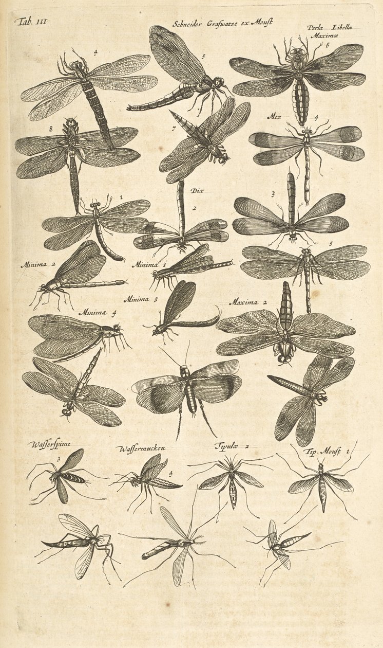 Tab III, Libélulas, Ilustração de 