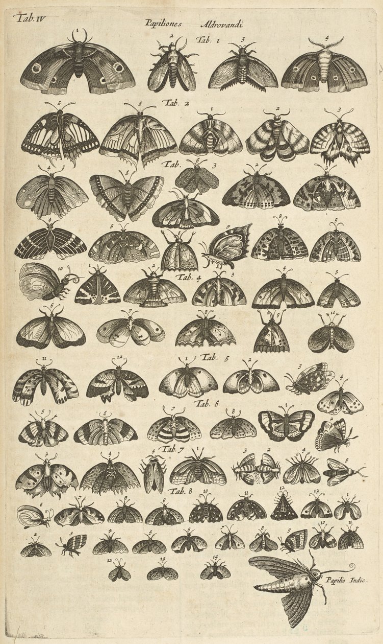 Separador. IV, Butterflies and Moths, Ilustração de 