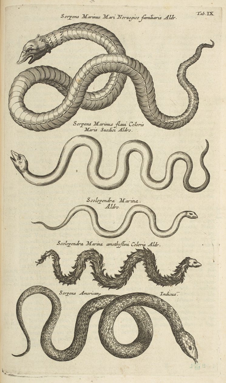 Tab IX, Sea Snakes, Ilustração de 