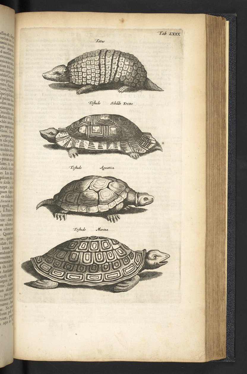 Tab 80, Tartarugas, Ilustração de 