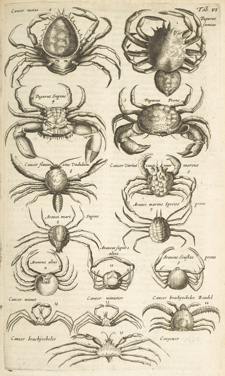 Tab VI, Caranguejos, Ilustração de de Mattaus the Younger Merian