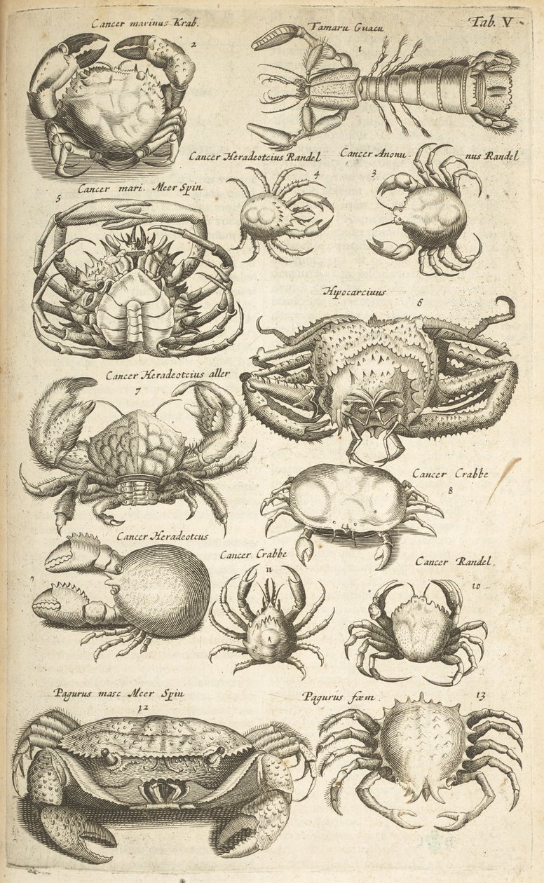 Tab V, Caranguejos, Ilustração de 
