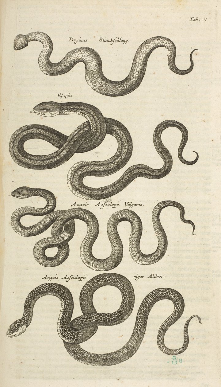 Tab V, Serpentes, Ilustração de 