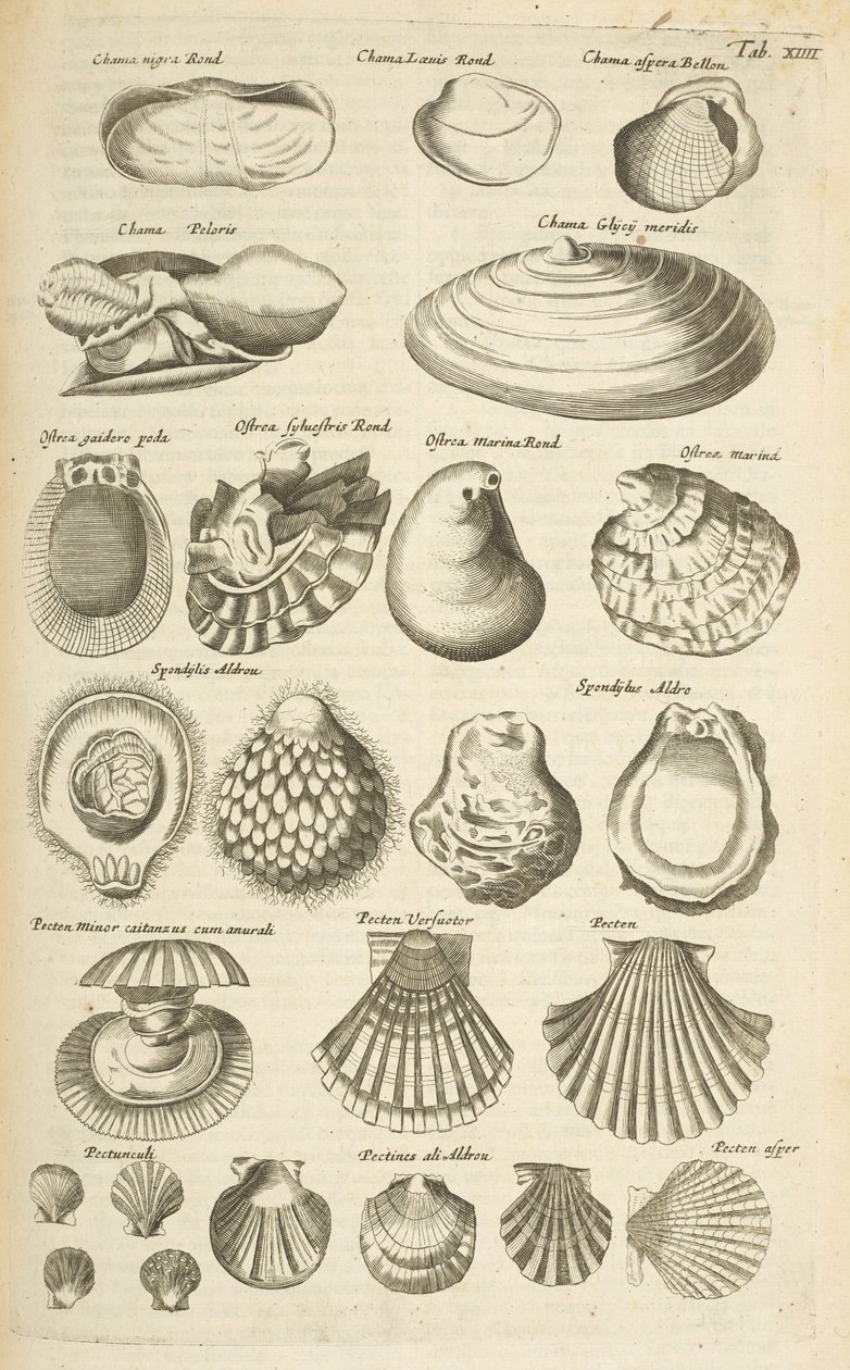 Tab XIV, várias conchas, ilustração de 