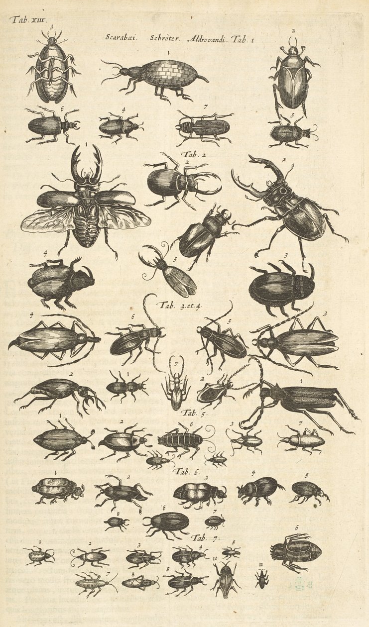 Tab XIII, Besouros, Ilustração de 