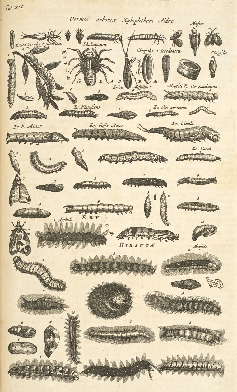 Tab XIX, Lagartas, Ilustração de 