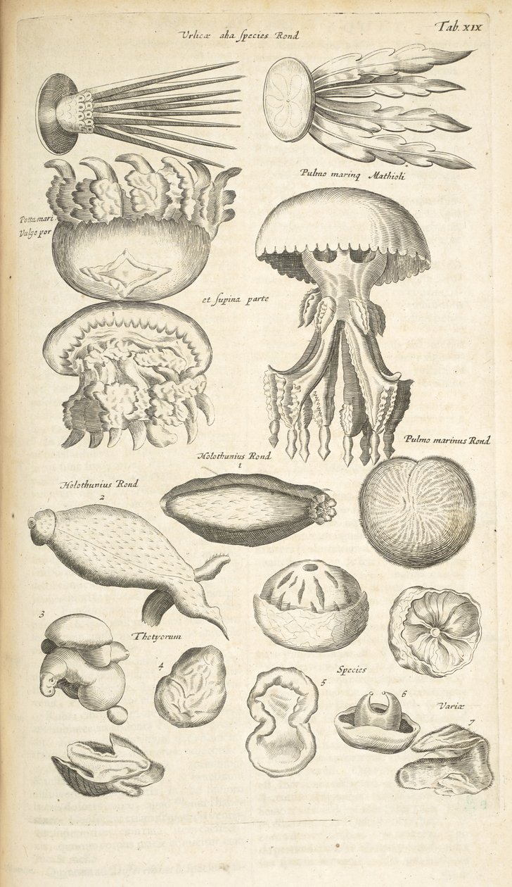Tab XIX, Medusa, Pepino do Mar e outra vida marinha, Ilustração de 