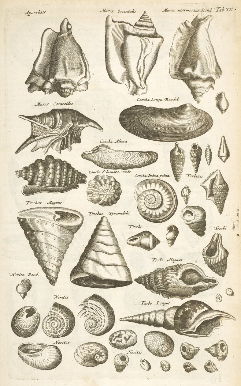 Tab XI, Várias conchas, Ilustração de 